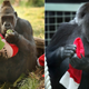 Image for article titled What Does Evolutionary Biology Have to Do With Christmas in Binghamton?